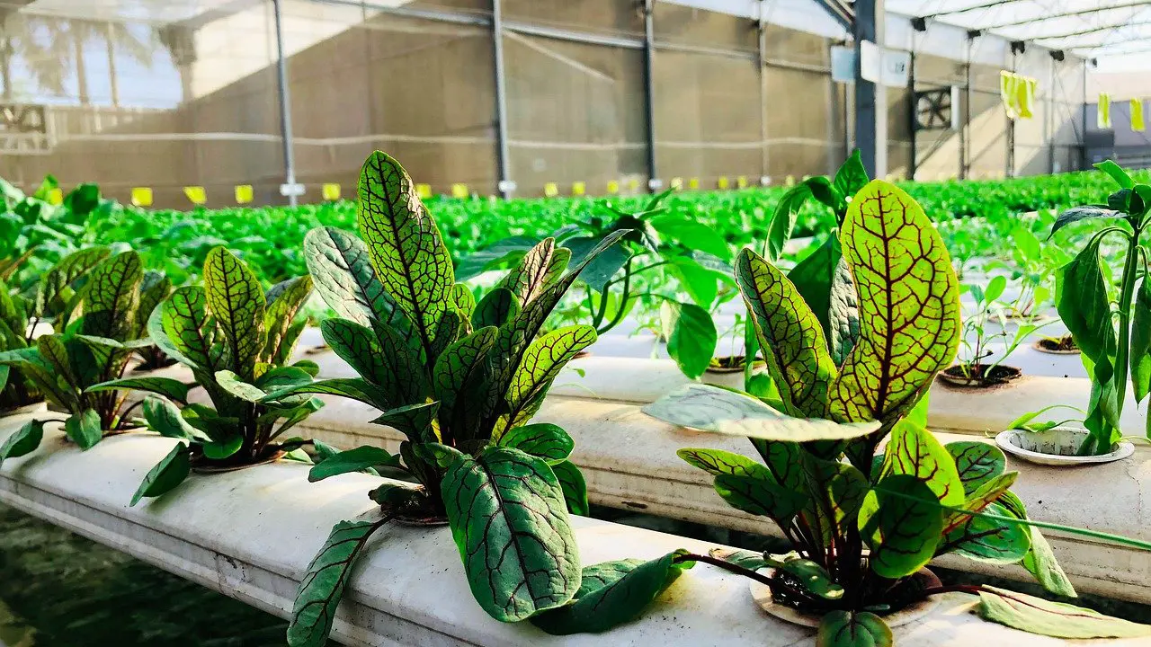 Hydro Giant staff providing expert guidance on hydroponic systems