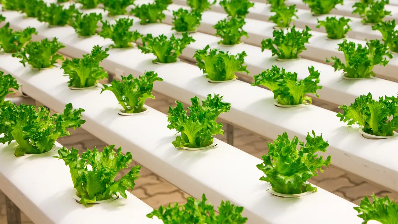 Hydro Giant store showcasing hydroponic equipment and supplies